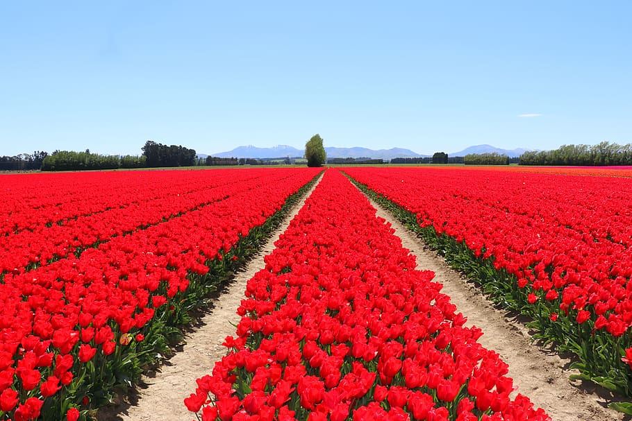 tulips, red, fields, spring, flowers, nature, bloom, colourful, bulbs, plant