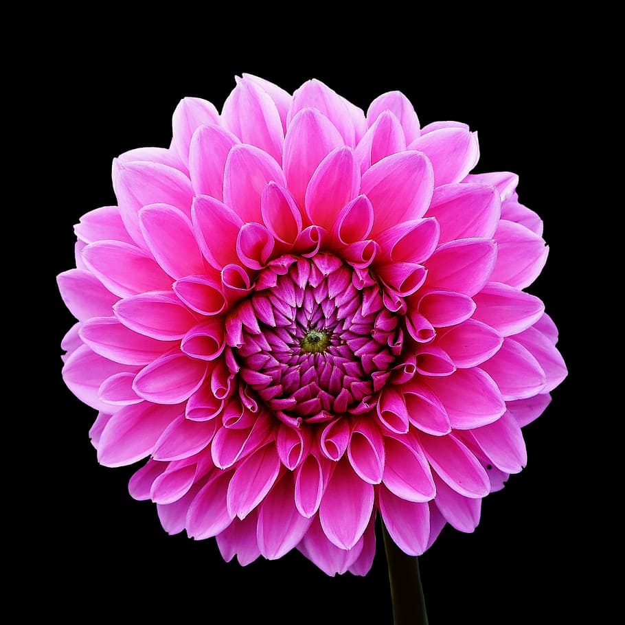 fotografía de primer plano, rosa, flor de la dalia, floración, Dalia, Dalias, Asteraceae, otoño, jardín de flores, flor ornamental