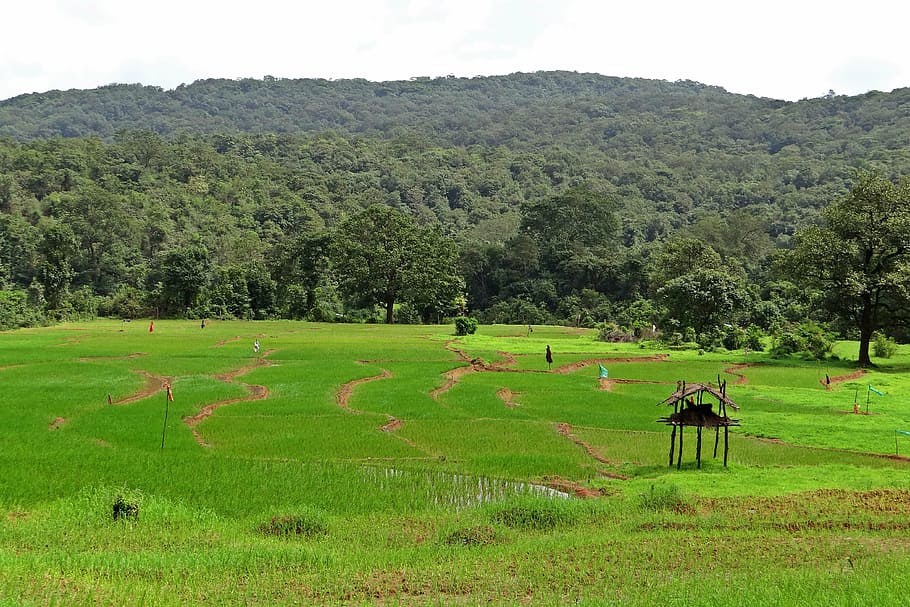 paddy fields, farm watch, western ghats, hills, india, landscape, natural, plant, tree, green color