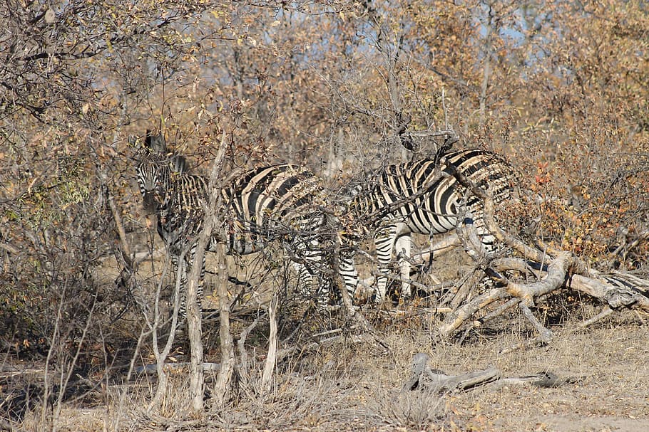 zebra, animal, africa, disguise, camouflage, animals in the wild, animal wildlife, nature, animal themes, striped