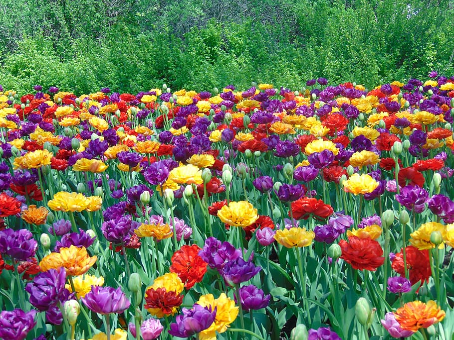 tulipanes, flores, campo, primavera, naturaleza, colorido, parque, jardín, al aire libre, hierba