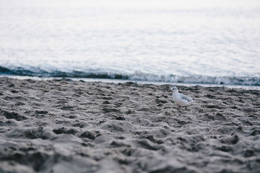 gaivota, praia, branco, na praia, areia, costa, animal, pássaro, beira mar, mar