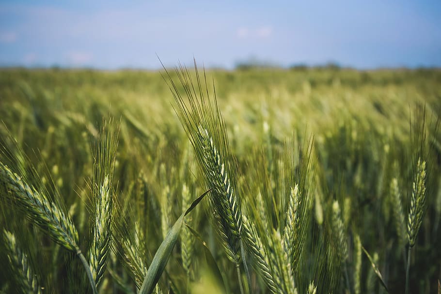 green wheat fields, green, grass, field, nature, wheat, grain, harvest, sway, sky