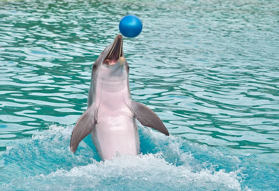 dolphin, ball, play, happy, water, marine mammal, cetacean, animal, blue, swim