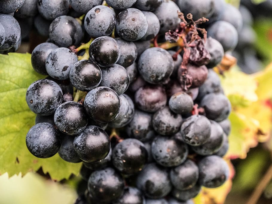 vino, uvas, rojo, varietal, vino tinto, bayas, brillo, brillante, uvas rojas, fruta