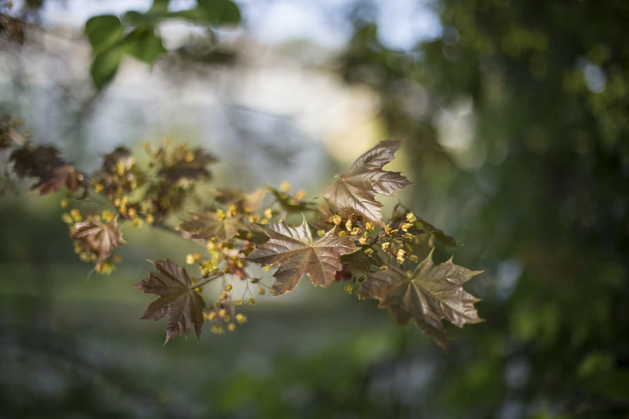 green leafed plant, shallow, focus, photography, maple, tree, nature, trees, leaves, branches