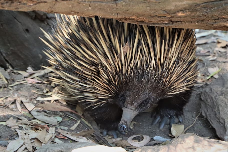 At interagere Synlig Mexico echidna, small, marsupial, cute, australia, animal, spiny anteater,  monotreme, mammal, australian | Pxfuel