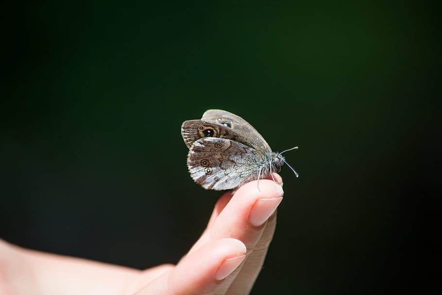 gray, butterfly, person, finger, wall fox, lasiommata megera, hand, insect, flight insect, edelfalter