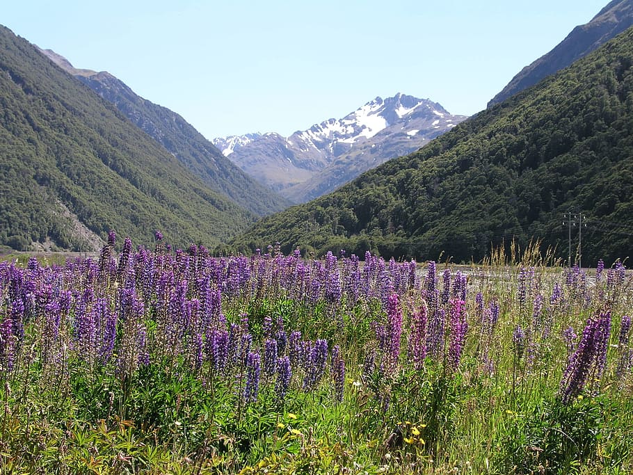 뉴질랜드, 악마 펀치 볼, 루팡, 폭포, 자연, 풍경, 자연의 아름다움, 식물, 산, 꽃