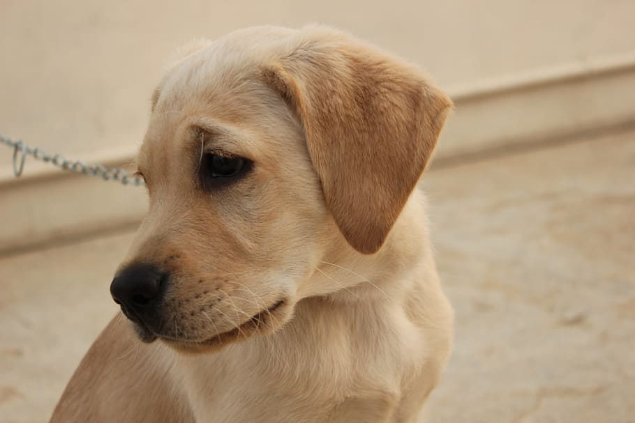 close, photography, yellow, labrador retriever puppy, labrador, pet, dog, animal, purebred, adorable