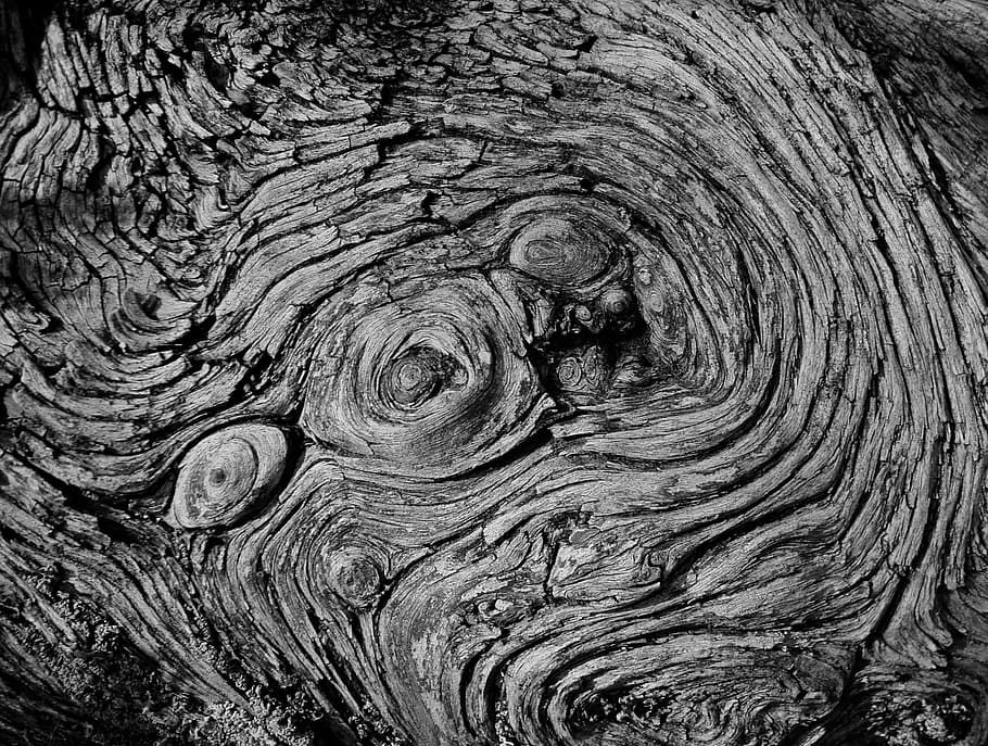 Fotografía en escala de grises, madera, árbol, patrón, en blanco y negro, textura, naturaleza, diseño, vintage, planta
