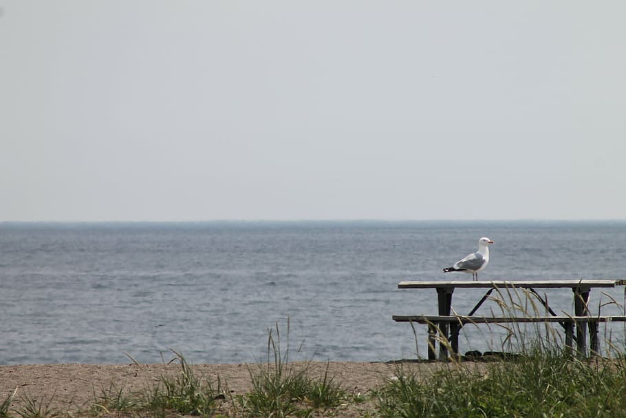 seagull, gull, bird, picnic table, lake, nature, sea, water, animal wildlife, animal