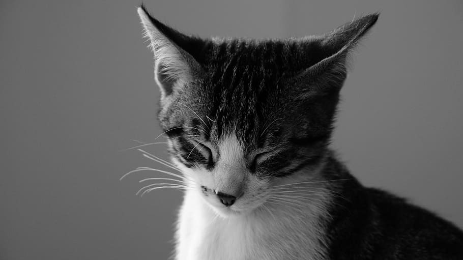 fotografia em escala de cinza, gato malhado, gato, sonho, gato com sonho, preto e branco, felino, doméstico, gato doméstico, um animal