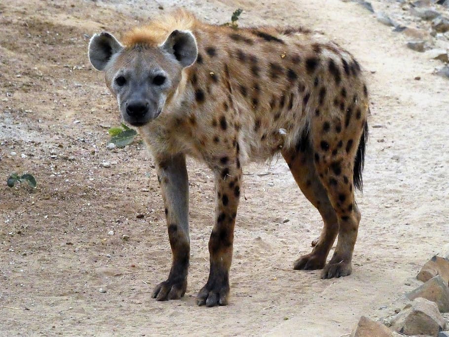 hyena, spotted, crocuta crocuta, safari, predator, carnivore, wild, savannah, scavengers, animal