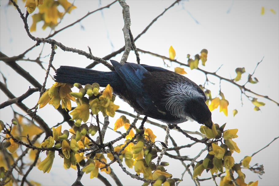 tui, kowhai tree, nectar, bird, watching, feathers, nature, beak, eye, black