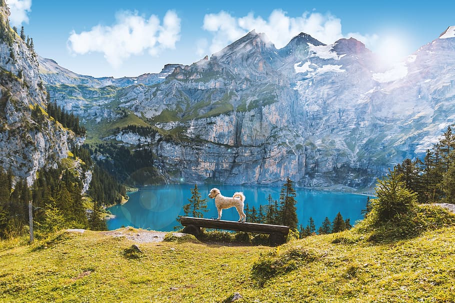 Perro, de pie, banco, frente, lago, rodeado, montañas, lago Oeschinen, Suiza, paisaje