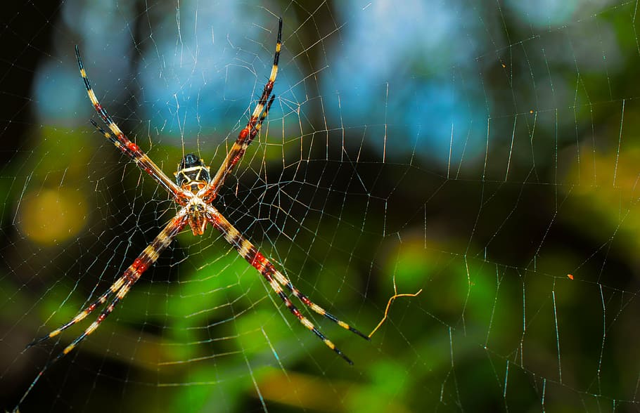 spider, web, net, nature, insect, spooky, spiderweb, halloween, cobweb, horror