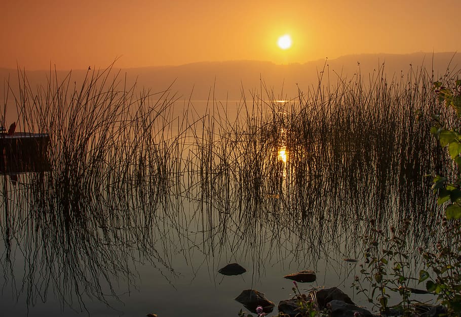 body, water, grasses, sunset, sunrise, dawn, laacher lake, rhineland palatinate, reflection, waters