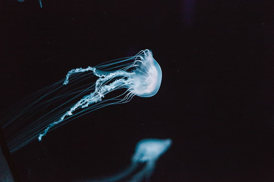 jellyfish, aquatic, animal, ocean, underwater, light, blue, nature, sea life, invertebrate