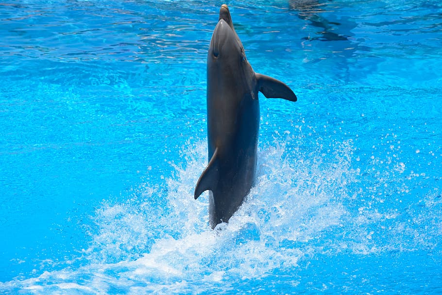time lapse photography, jumping, dolphin, swim, water, blue, jump, dolphinarium, fish, amimal