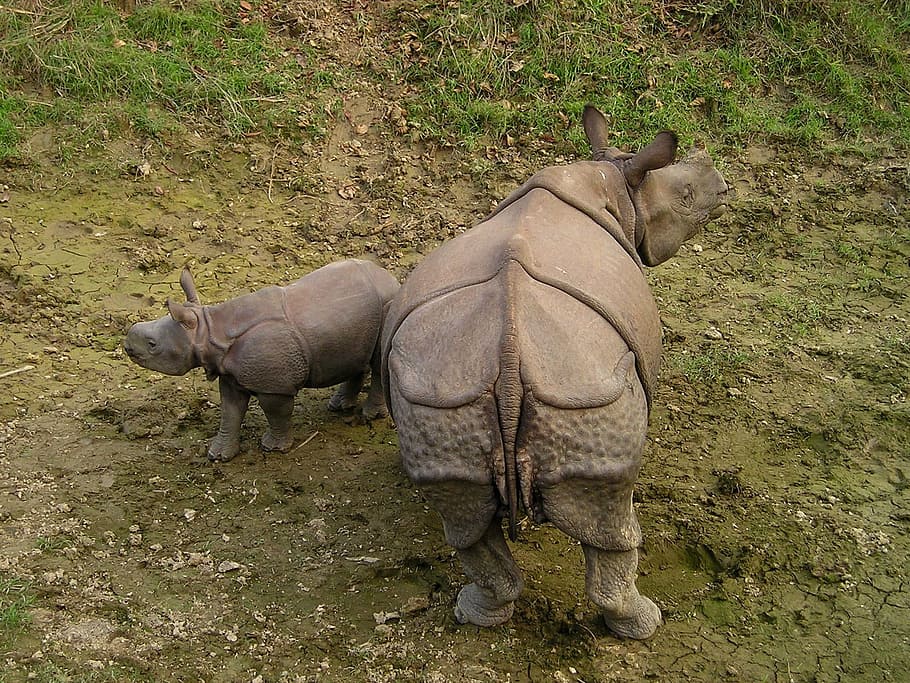 rhino, baby rhino, nepal, national park, chitwan, animal, animal themes, mammal, animal wildlife, vertebrate