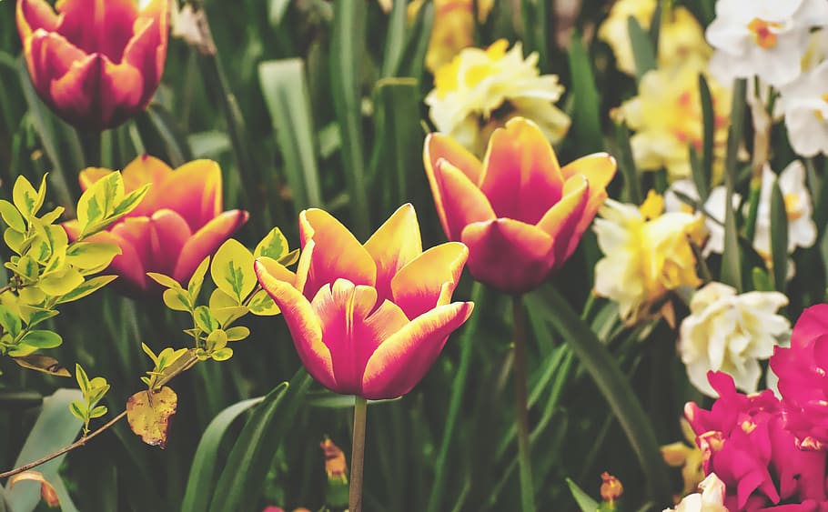 tulips, flowers, colorful, spring flowers, pink, yellow, spring, tulip field, tulpenbluete, bloom