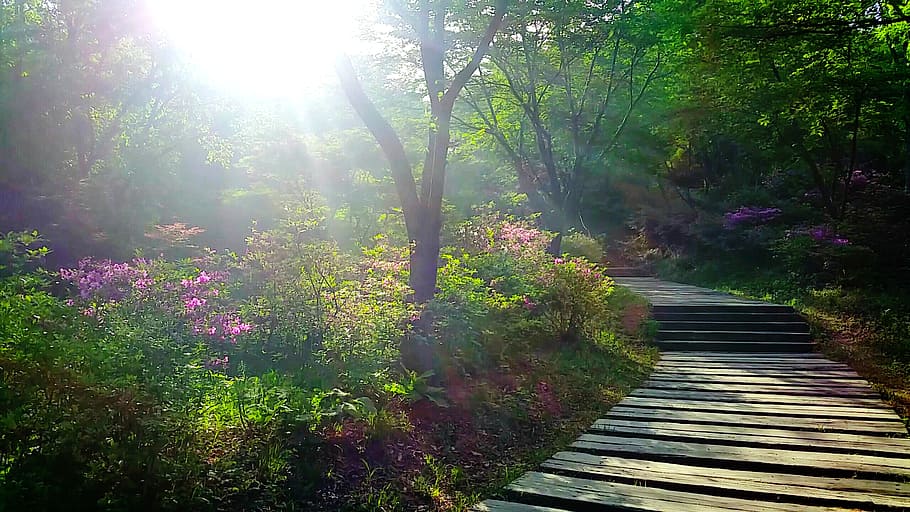 May 18, sunrise, pathway sunray, plant, sunlight, beauty in nature, nature, growth, tree, tranquility