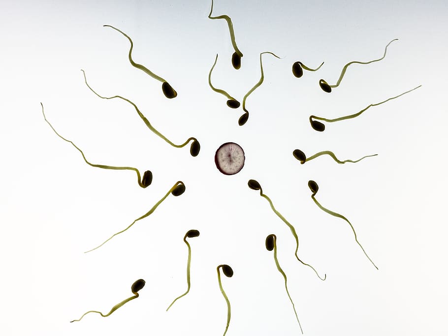 semillas germinadas, esperma, fertilización, embarazo, desarrollo, vivir, arte, símbolo, concepto, semen
