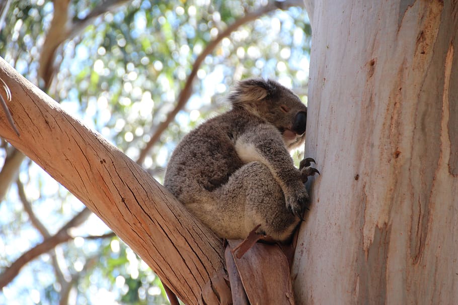 koala, australia, cute, nature, wildlife, tree, animal, animal themes, animal wildlife, animals in the wild