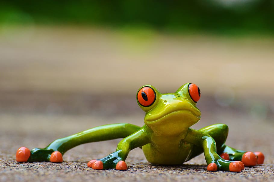 selective, focus photography, green-and-red eye frog, frog, funny, figure, cute, animal, fun, green