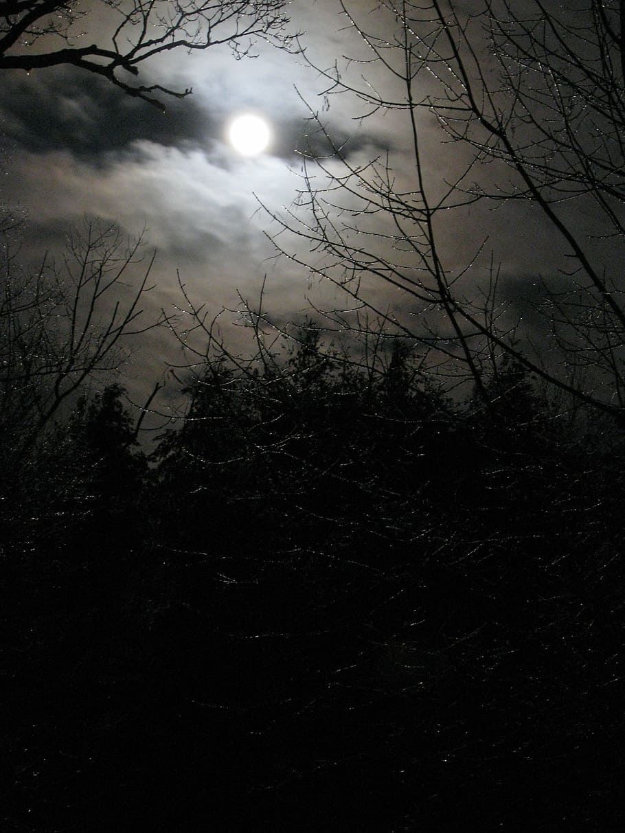 木, 満月, 月光, 夜, 空, 冬, 氷, 不気味, 恐ろしい, 雲