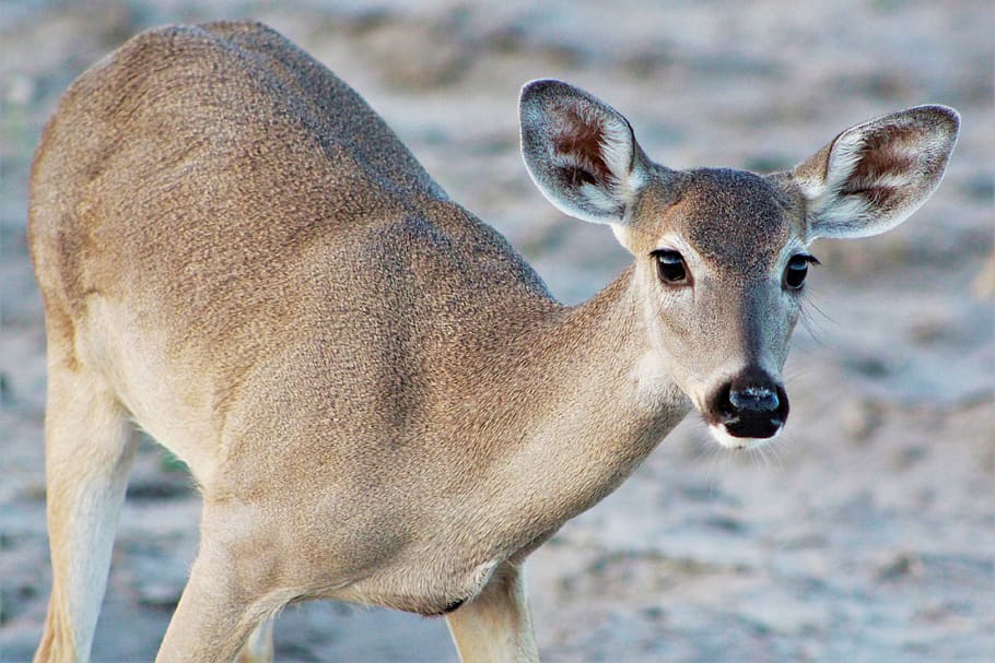doe, deer, hunts, nature, wildlife, mammal, fawn, outdoors, animal, wild