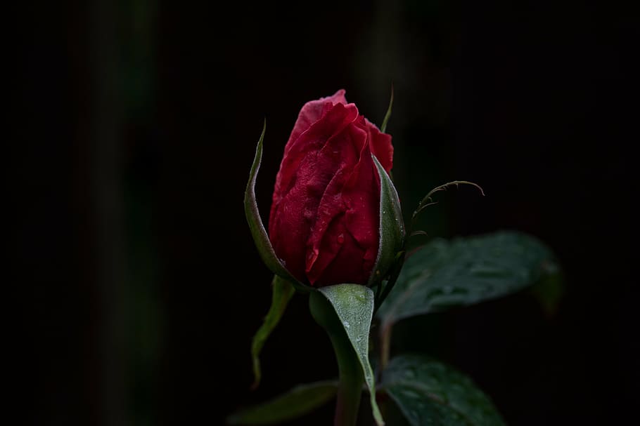 red rose bud, red, rose, flower, close, photography, dark, green, leaf, plant