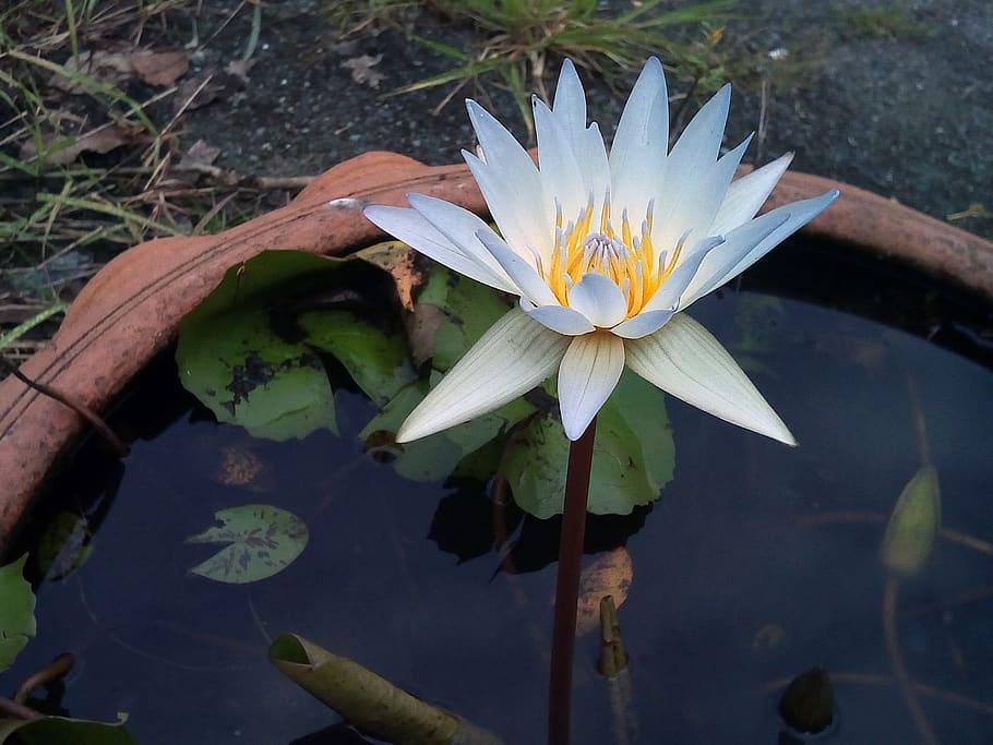 lotus leaf, lotus, water plants, flowers, lotus lake, white lotus, lotus basin, water, flower, nature