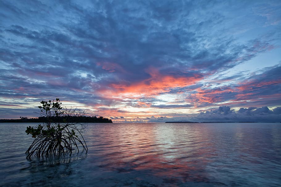 marrom, árvore, corpo, agua, mar raso, antes do nascer do sol, manguezal, Kojima, tropical, Ilhas Widi