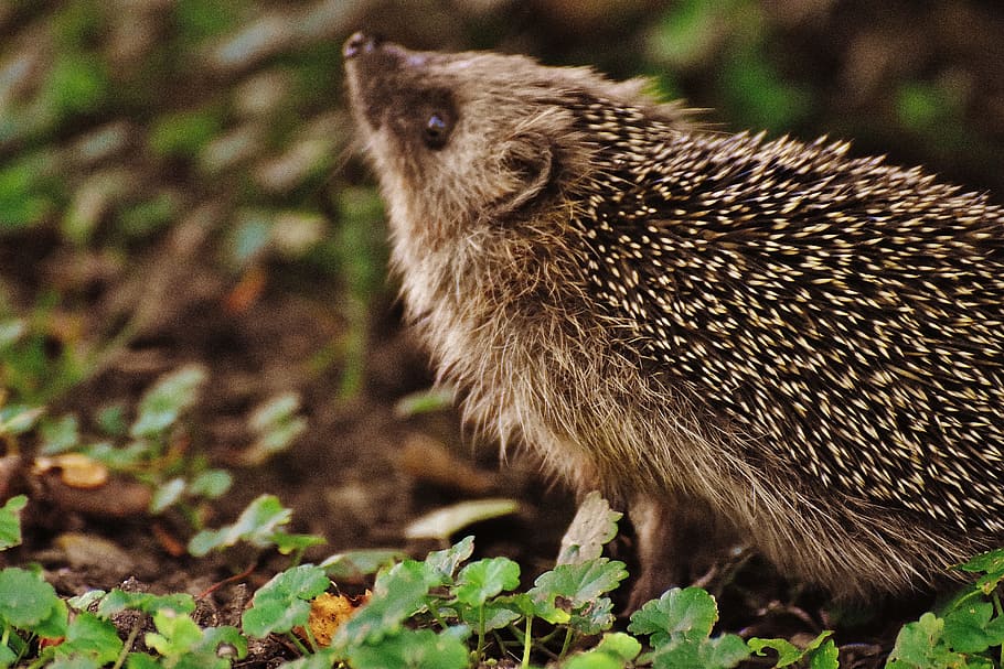 hedgehog child, young hedgehog, hedgehog, animal, spur, nature, garden, mammal, hannah, foraging
