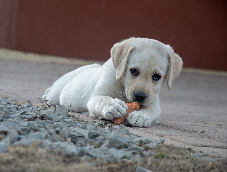 dog, carrot, labrador, animal, cute, small, food, eat, labrador ...