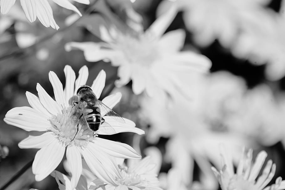 plants, flower, petals, garden, outdoor, insect, bee, black and white, flowering plant, invertebrate