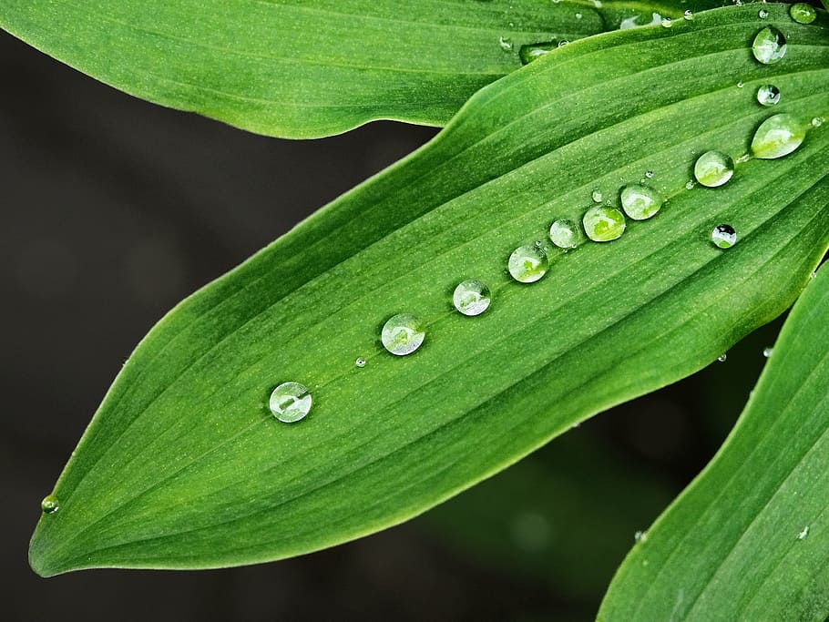 wet, leaf, droplets, drops, surface, tension, drip, round, fluid, rain