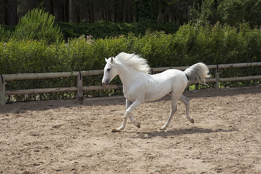 white horse, horse, white, beautiful, barn, animal, nature, the horses are, cute, mammal
