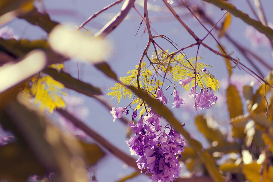 selective, focus photography, purple, petaled flowers, tree, branch, plant, nature, blur, flower