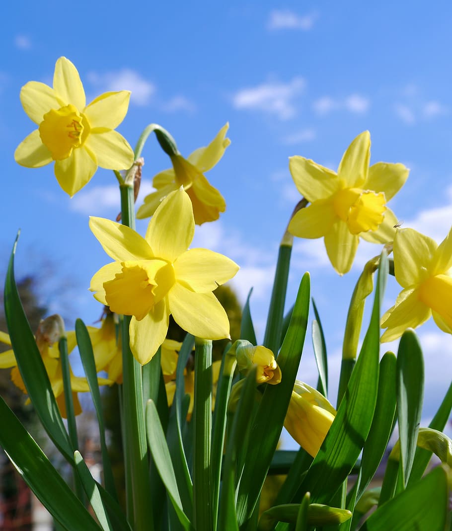 macro shot, yellow, flowers, daffodils, osterglocken, flower, garden spring, easter, yellow daffodils, flowering plant