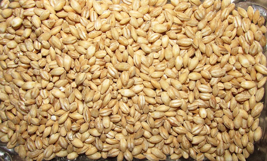 barley, batch, crop, food, cereal, food and drink, freshness, large group of objects, full frame, backgrounds