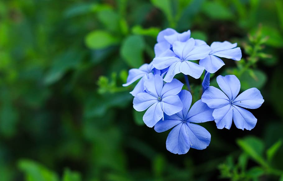 青い花, 自然, 庭, 明るい, 薄暗い霧, 鉛色のグァバ, 鉛鉛色, 鉛色, 開花植物, 花
