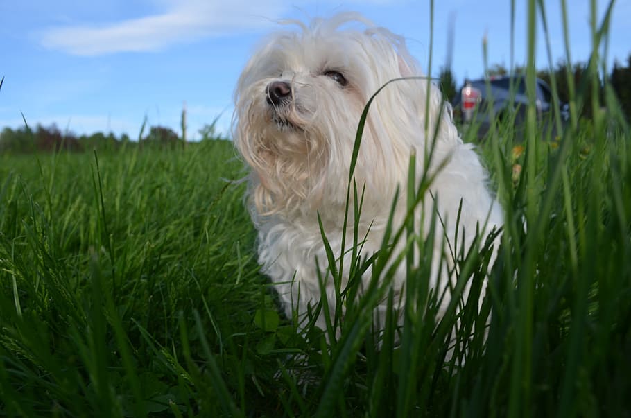 Maltese, Vermont, Grass, Tink, dog, one animal, pets, domestic animals, green color, domestic