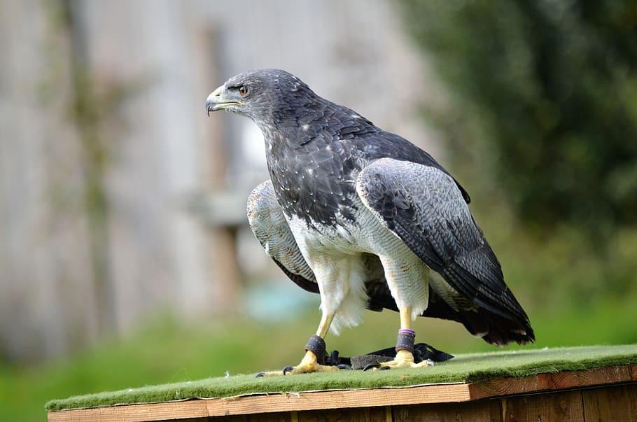 鳥, 野生動物, 自然, 動物, 羽, 動物のテーマ, 1匹の動物, 脊椎動物, 動物の野生動物, 野生の動物