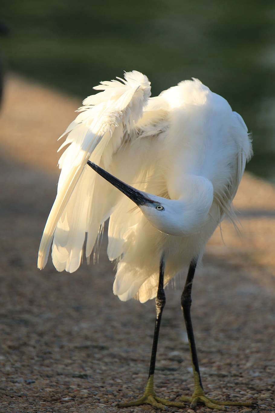 bird, little egret, white, cleaning, perfection, flexibility, animal themes, animal, animals in the wild, one animal