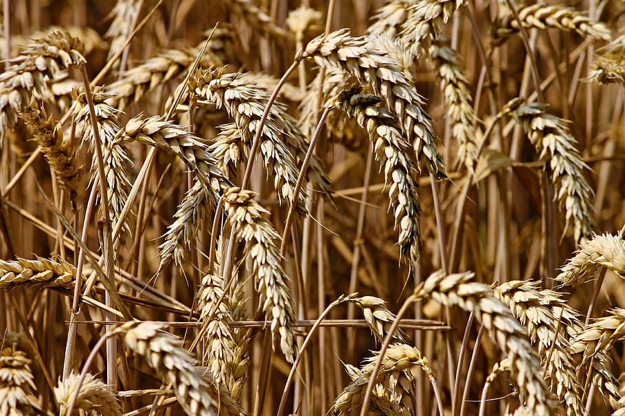 ladang gandum, gandum, paku, sereal, biji-bijian, ladang, pertanian, ladang jagung, alam, makanan pokok