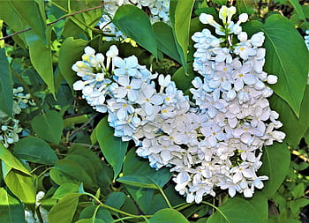 Fotos flores de hortensias blancas y moradas libres de regalías | Pxfuel