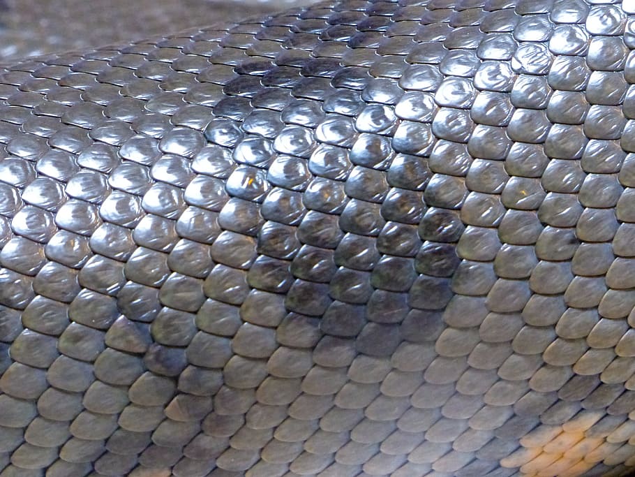 gray snake skin, shiny, snake, skin, animal, texture, reptile, nature, predator, metallic